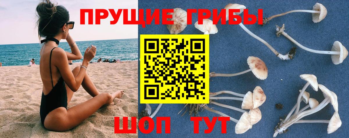 Псилоцибиновые грибы ЛСД  Псилоцибиновые грибы Cubensis  Тара  Вход с VPN 